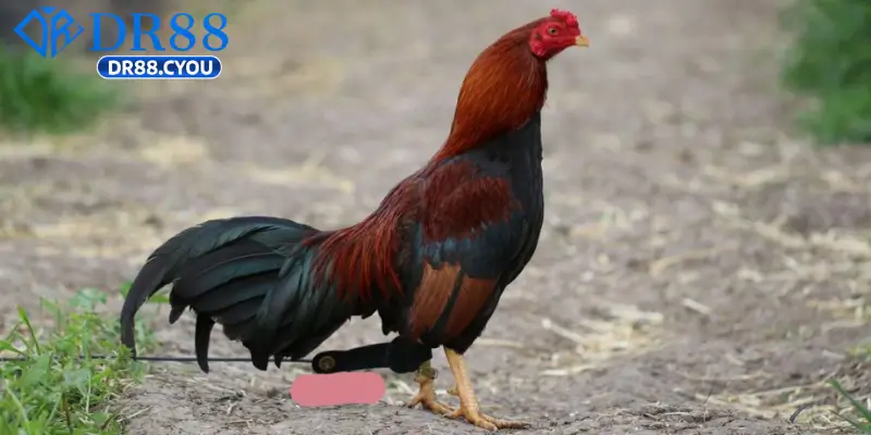 Đá Gà C1 Tại Dr88 Là Gì