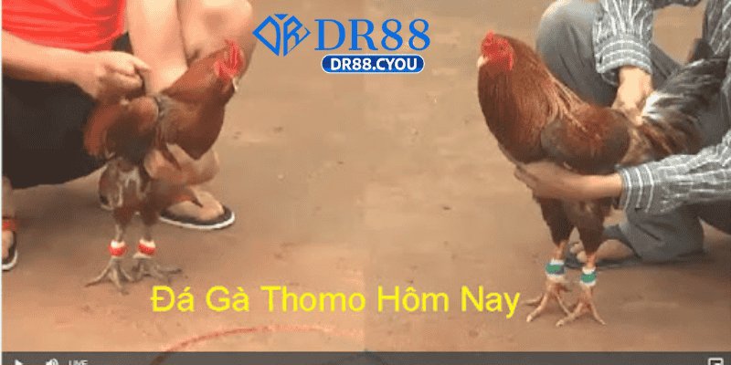 truc tiep da ga campuchia