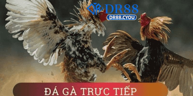 DR88  Sân Chơi Uy Tín Cho Cược Thủ