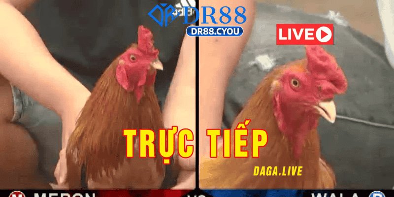 Tại Sao DR88 Là Lựa Chọn Hàng Đầu Cho Cược Thủ?